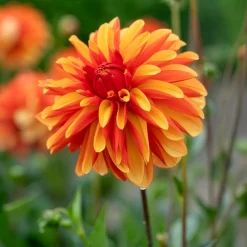 Dahlia Japlou - Rouge feu tout l'été