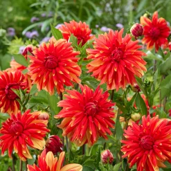 Dahlia Japlou - Rouge feu tout l'été