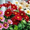 5 Dahlia miniature Topmix en mélange - Petit format, maxi floraison