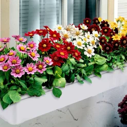 5 Dahlia miniature Topmix en mélange - Petit format, maxi floraison