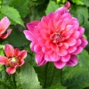 Dahlia nain Berliner Kleene - Fleurs roses tout l'été