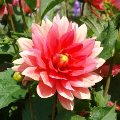 Dahlia nain Berliner Kleene - Fleurs roses tout l'été