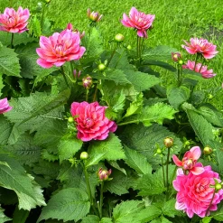 Dahlia nain Berliner Kleene - Fleurs roses tout l'été