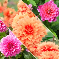 Dahlia nain décoratif en mélange - Un balcon fleuri tout l'été