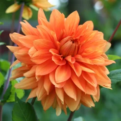 Dahlia orange - Un été orange sans effort