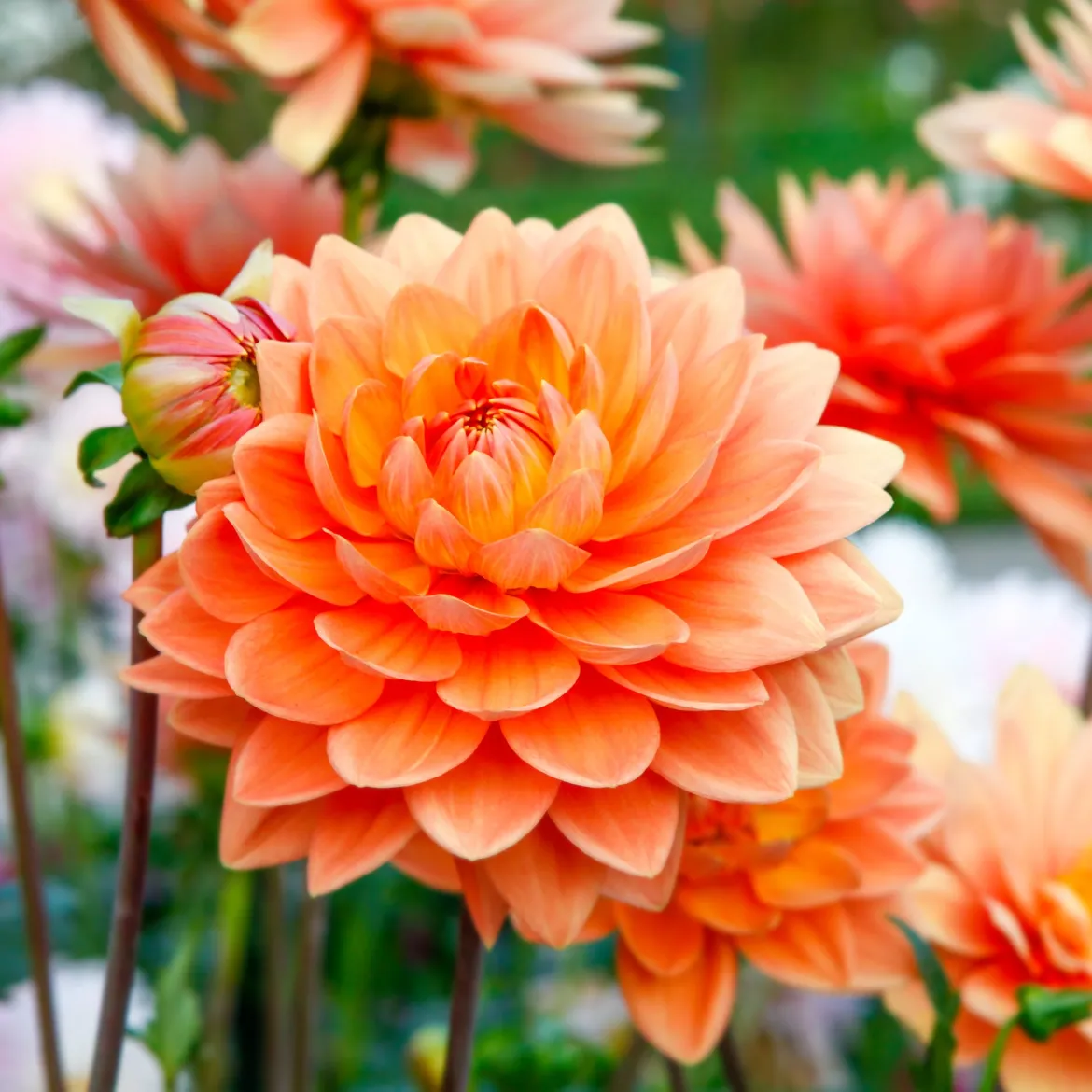 Dahlia orange - Un été orange sans effort