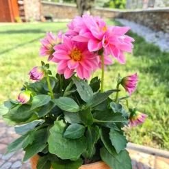 Dahlia rose - Massif de fleurs tout l'été