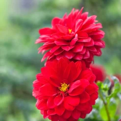 Dahlia rouge - Un été rouge sans effort