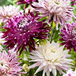 3 Dahlias Avignon et Vancouver en mélange - Des bouquets tout l'été