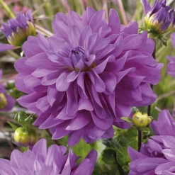 3 Dahlias Bluetiful - Le dahlia presque bleu