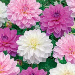 6 Dahlias Bonesta en mélange - Un bouquet fait maison