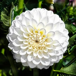 3 Dahlias Boom Boom White - Des pompons blancs tout l'été