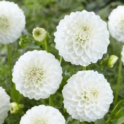 3 Dahlias Boom Boom White - Des pompons blancs tout l'été