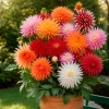 10 Dahlias cactus colorés en mélange - Des bouquets tout l'été