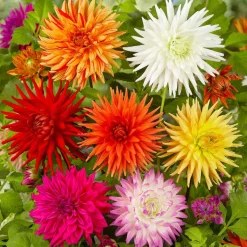 10 Dahlias cactus colorés en mélange - Des bouquets tout l'été