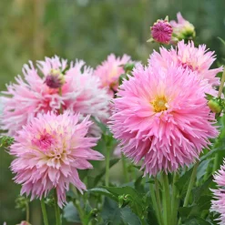 3 Dahlias cactus dentelle Nadia Ruth - Des fleurs qui font sensation