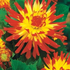 8 Dahlias cactus en mélange - Explosion de couleurs tout l'été