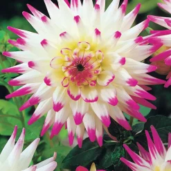 8 Dahlias cactus en mélange - Explosion de couleurs tout l'été