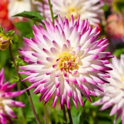 3 Dahlias cactus Haley Jane - Des fleurs XXL tout l'été
