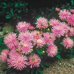 3 Dahlias cactus nain Park Princess - Bouquets roses tout l'été