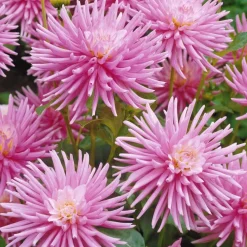 3 Dahlias cactus nain Park Princess - Bouquets roses tout l'été