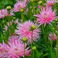 3 Dahlias cactus nain Park Princess - Bouquets roses tout l'été