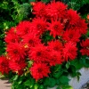 3 Dahlias cactus nain Red Pigmy - Rouge éclatant tout l'été