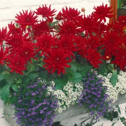 3 Dahlias cactus nain Red Pigmy - Rouge éclatant tout l'été