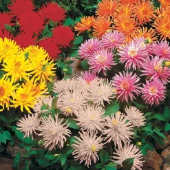 5 Dahlias cactus nains en mélange - Des fleurs XXL tout l'été