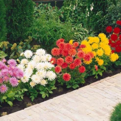 5 Dahlias cactus nains en mélange - Des fleurs XXL tout l'été