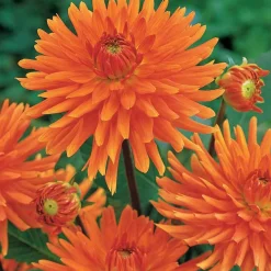 3 Dahlias cactus nain Vrouwe Jacoba - Feux d'artifice orange au jardin