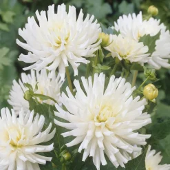 3 Dahlias cactus nain White Happiness - Fleurs blanches tout l'été