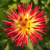 3 Dahlias cactus Oiseau de Feu - Un feu d'artifice au jardin