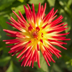 3 Dahlias cactus Oiseau de Feu - Un feu d'artifice au jardin