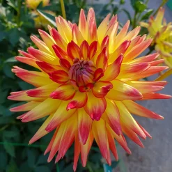 3 Dahlias cactus Oiseau de Feu - Un feu d'artifice au jardin