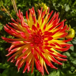 3 Dahlias cactus Oiseau de Feu - Un feu d'artifice au jardin