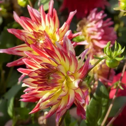 3 Dahlias cactus Oiseau de Feu - Un feu d'artifice au jardin
