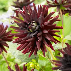 3 Dahlias cactus presque noir Tamburo - Le noir qui fait sensation