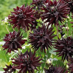 3 Dahlias cactus presque noir Tamburo - Le noir qui fait sensation