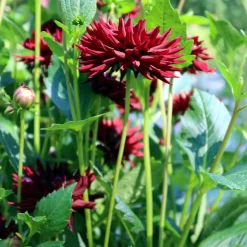 3 Dahlias cactus presque noir Tamburo - Le noir qui fait sensation