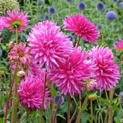 3 Dahlias cactus Purple Gem - Bouquets fuchsia tout l'été