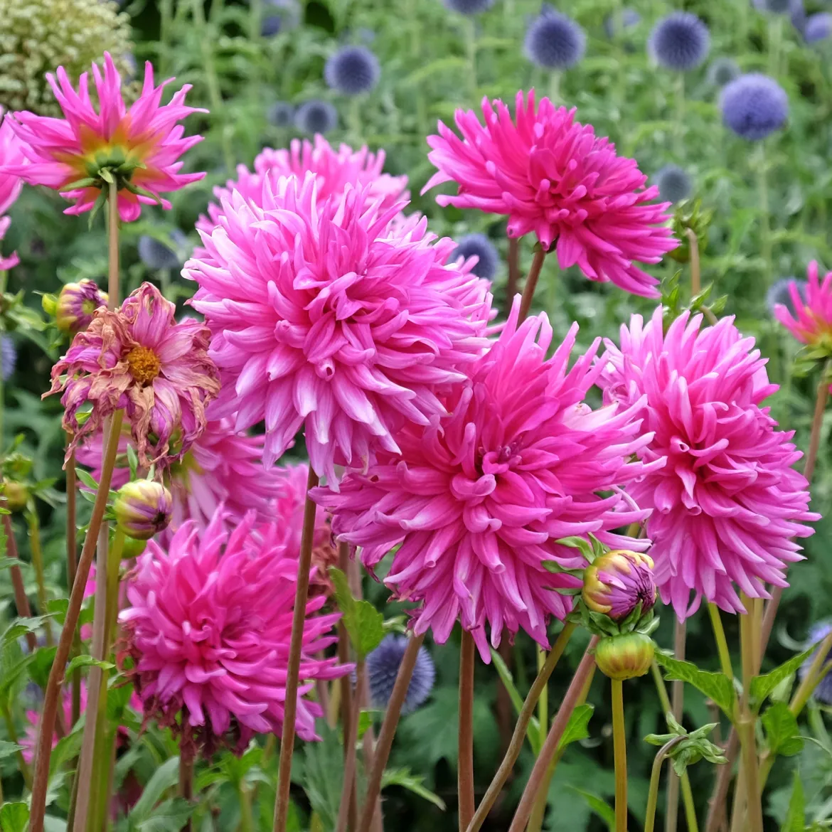3 Dahlias cactus Purple Gem - Bouquets fuchsia tout l'été