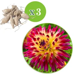 3 Dahlias cactus Tahiti Sunrise - Un coucher de soleil au jardin