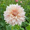3 Dahlias Café au lait - Le dahlia couleur latte