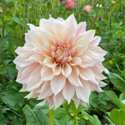 3 Dahlias Café au lait - Le dahlia couleur latte