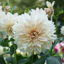 3 Dahlias Café au lait - Le dahlia couleur latte