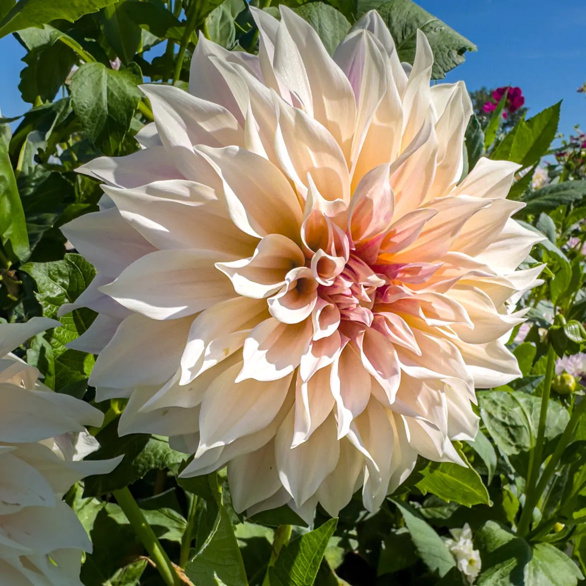 3 Dahlias Café au lait - Le dahlia couleur latte