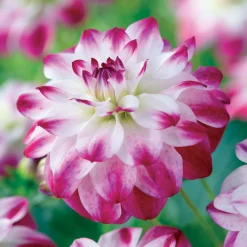 3 Dahlias caméléon Saint Martin - Des fleurs qui changent de couleur
