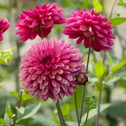3 Dahlias décoratifs Bacardi - Un été de fleurs roses