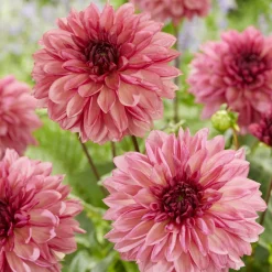 3 Dahlias décoratifs Bacardi - Un été de fleurs roses